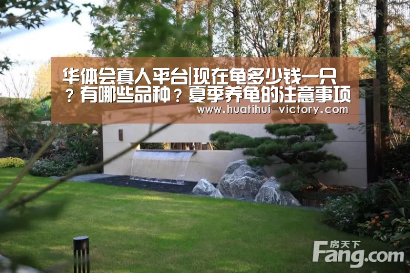 华体会真人平台|现在龟多少钱一只?有哪些品种?夏季养龟的注意事项(图1) 华体会娱乐平台