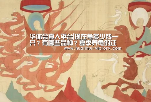 华体会真人平台|现在龟多少钱一只?有哪些品种?夏季养龟的注意事项(图2) 华体会娱乐平台